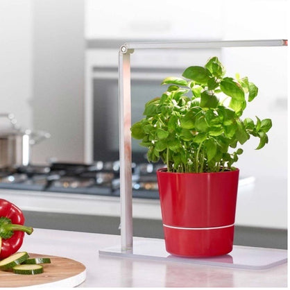 Enjoy Healthy Cooking with Culinary Herbs